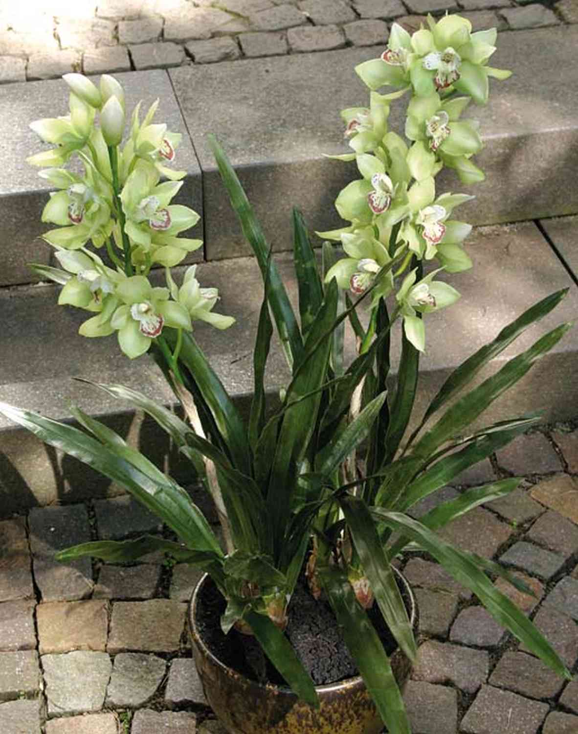 Orchidea Cymbidium artificiale verde per decorazioni floreali di interni