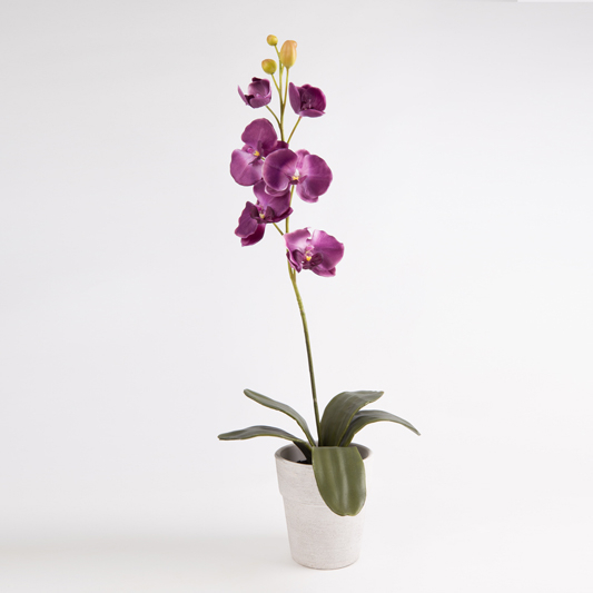 Orchidea Phalaenopsis finta TAMIA, vaso in argilla, viola scuro, 50cm