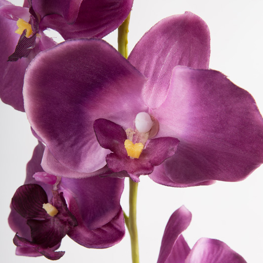 Orchidea Phalaenopsis decorativa TAMIA, vaso in argilla, viola scuro, 50cm