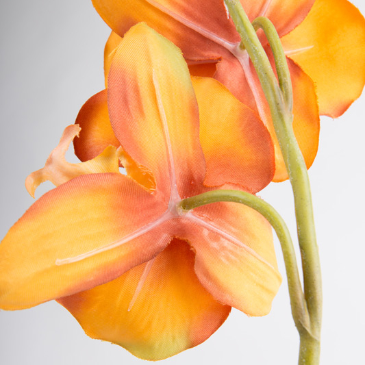 Orchidea Phalaenopsis finta TAMIA, vaso in argilla, arancione-giallo, 50cm
