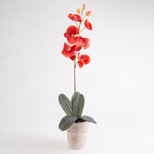 Orchidea Phalaenopsis decorativa TAMIA, vaso in argilla, arancione, 50cm