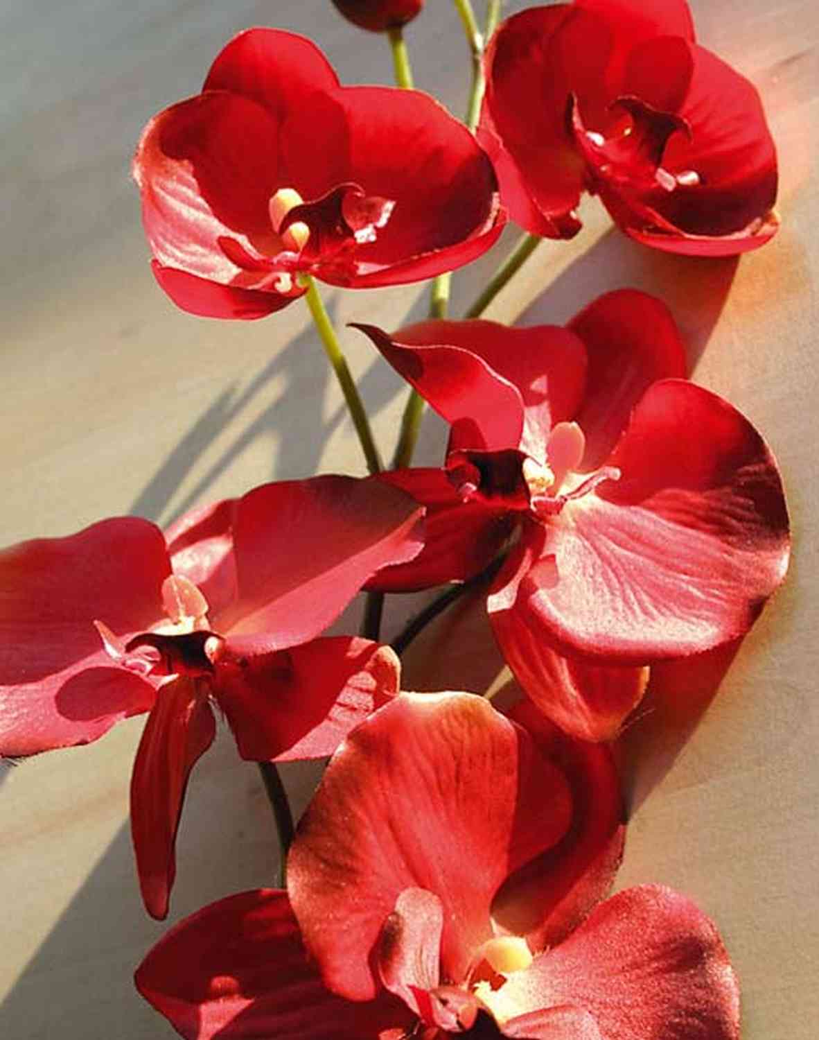 Orchidea Phalaenopsis decorativa TAMIA, vaso in argilla, rosso, 50cm