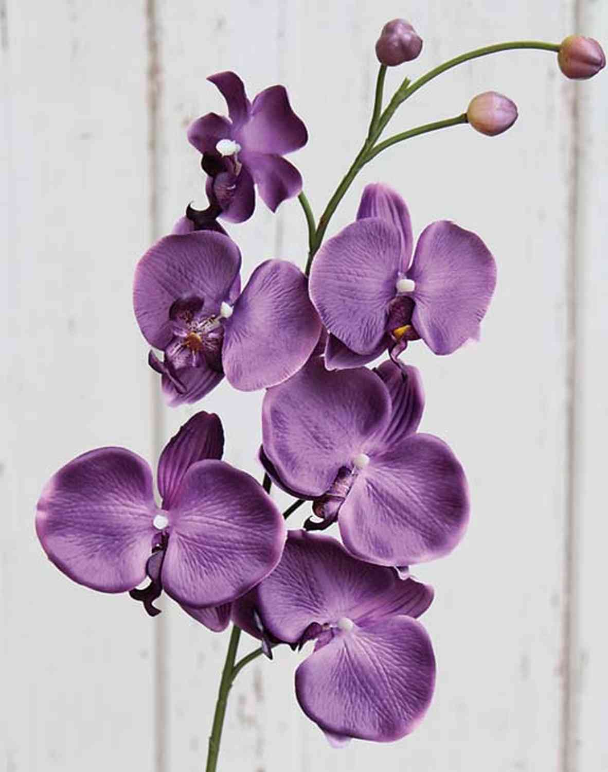 Stelo di orchidea viola, stelo di orchidea realistica, ramo di