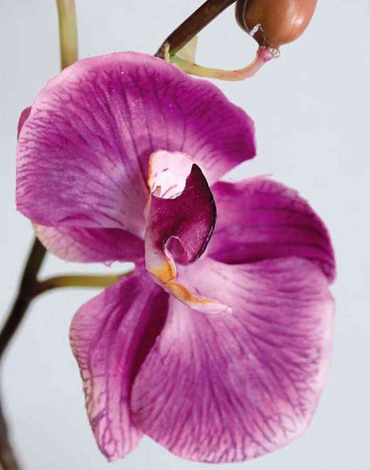 Orchidea finta immagini e fotografie stock ad alta risoluzione - Alamy