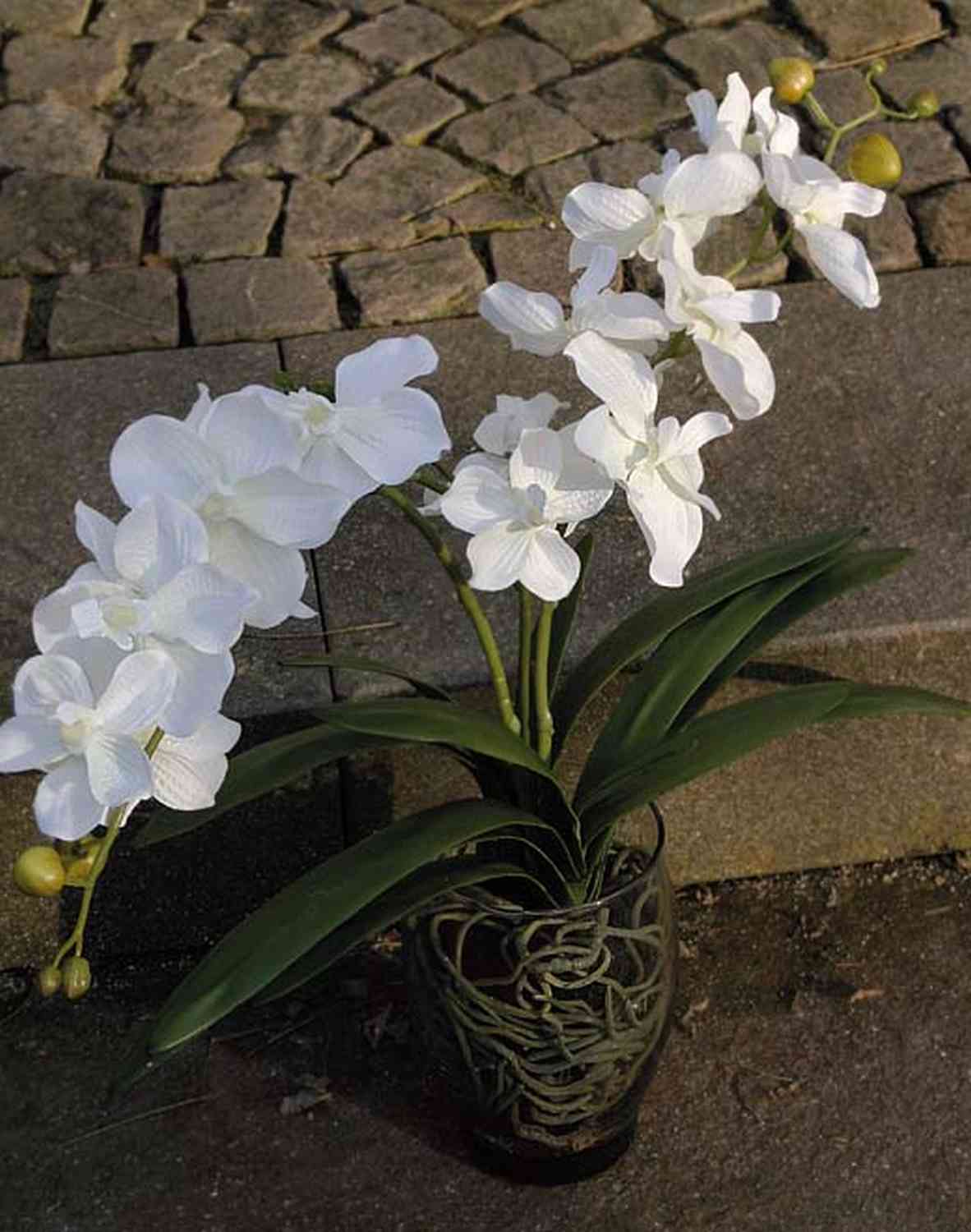 Orchidea Vanda - Eleganza floreale in un vaso di vetro Colore Bianco Vanda