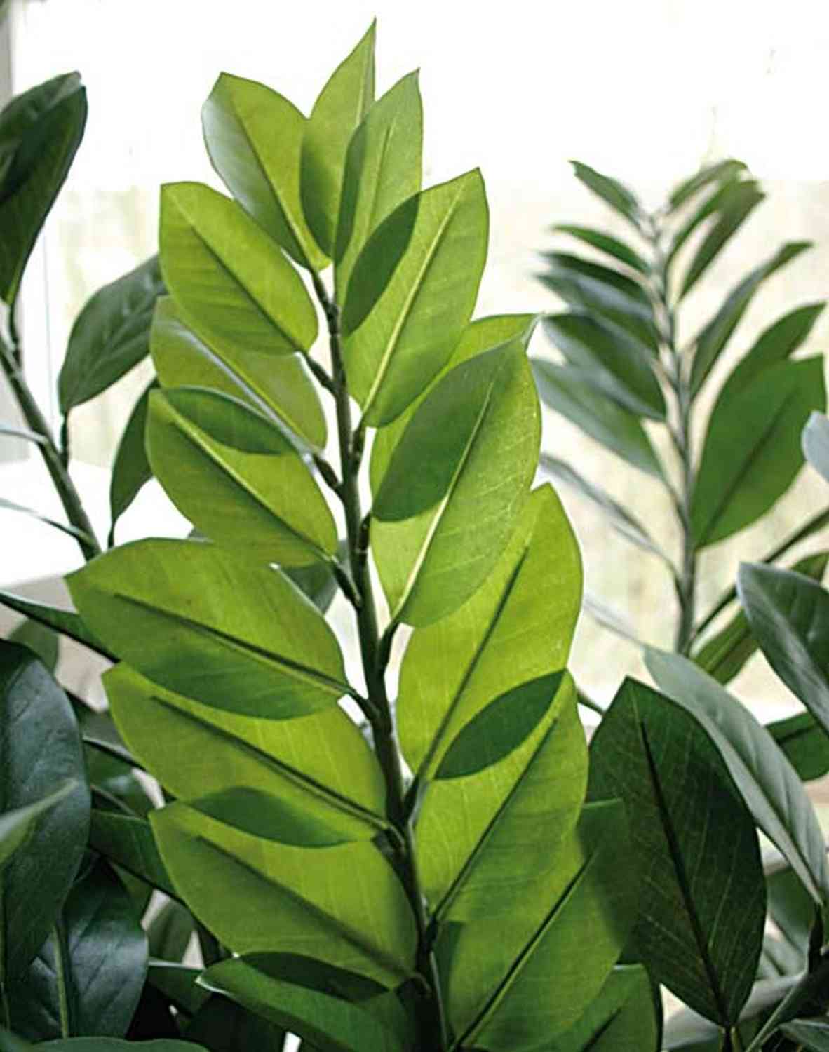 Zamioculcas Zamiifolia finto ZARINO, tronco artificiale, 160cm