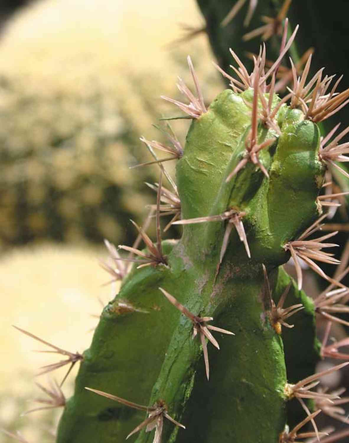 artplants.de Cactus cereo Artificiale Olivero in Vaso, Verde