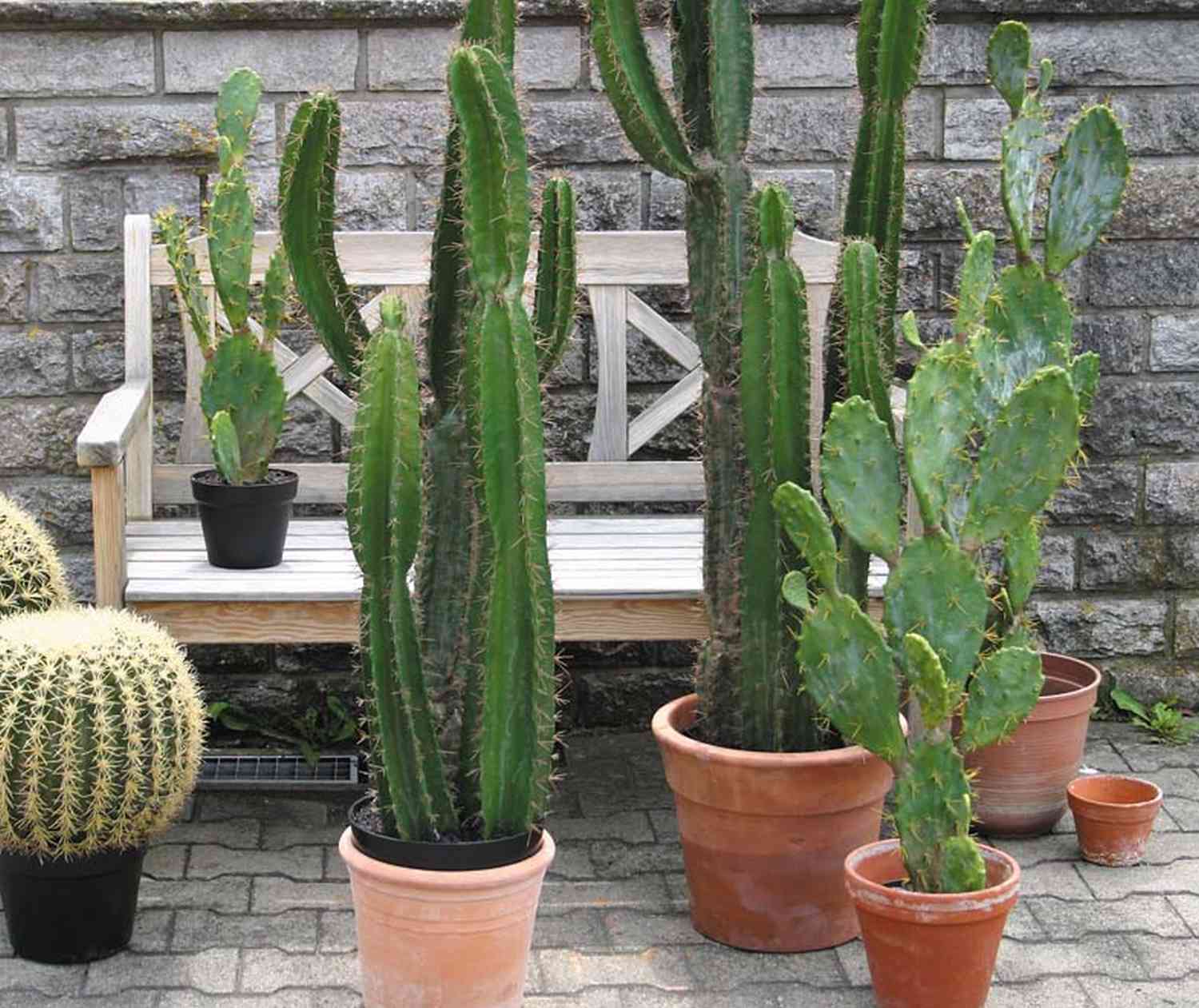 artplants.de Cactus cereo Artificiale Olivero in Vaso, Verde