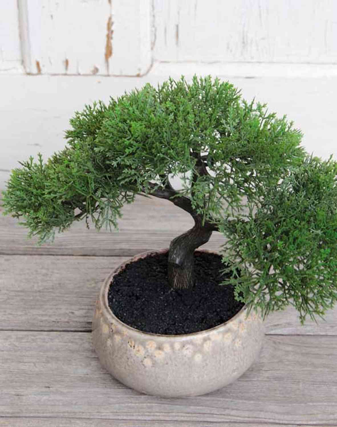 Bonsai di cedro artificiale ALDAVINUR con radici in ciotola di