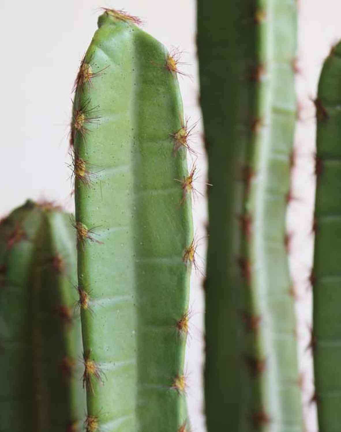 artplants.de Cactus cereo Artificiale Olivero in Vaso, Verde