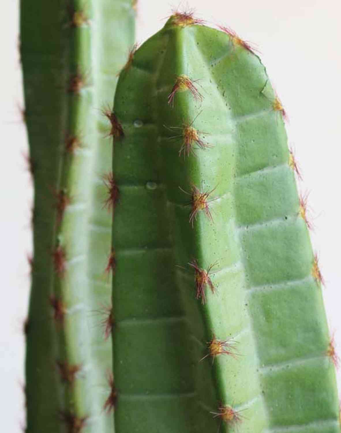 Cactus cereus di plastica OLIVERO in vaso decorativo, verde, 70cm