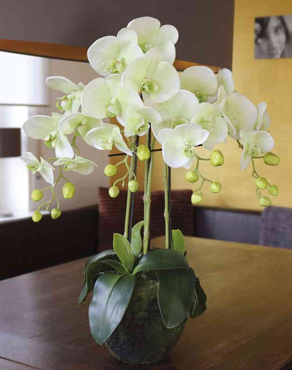 Orchidea phalaenopsis artificiale VEENA con terriccio, crema-verde, 65cm