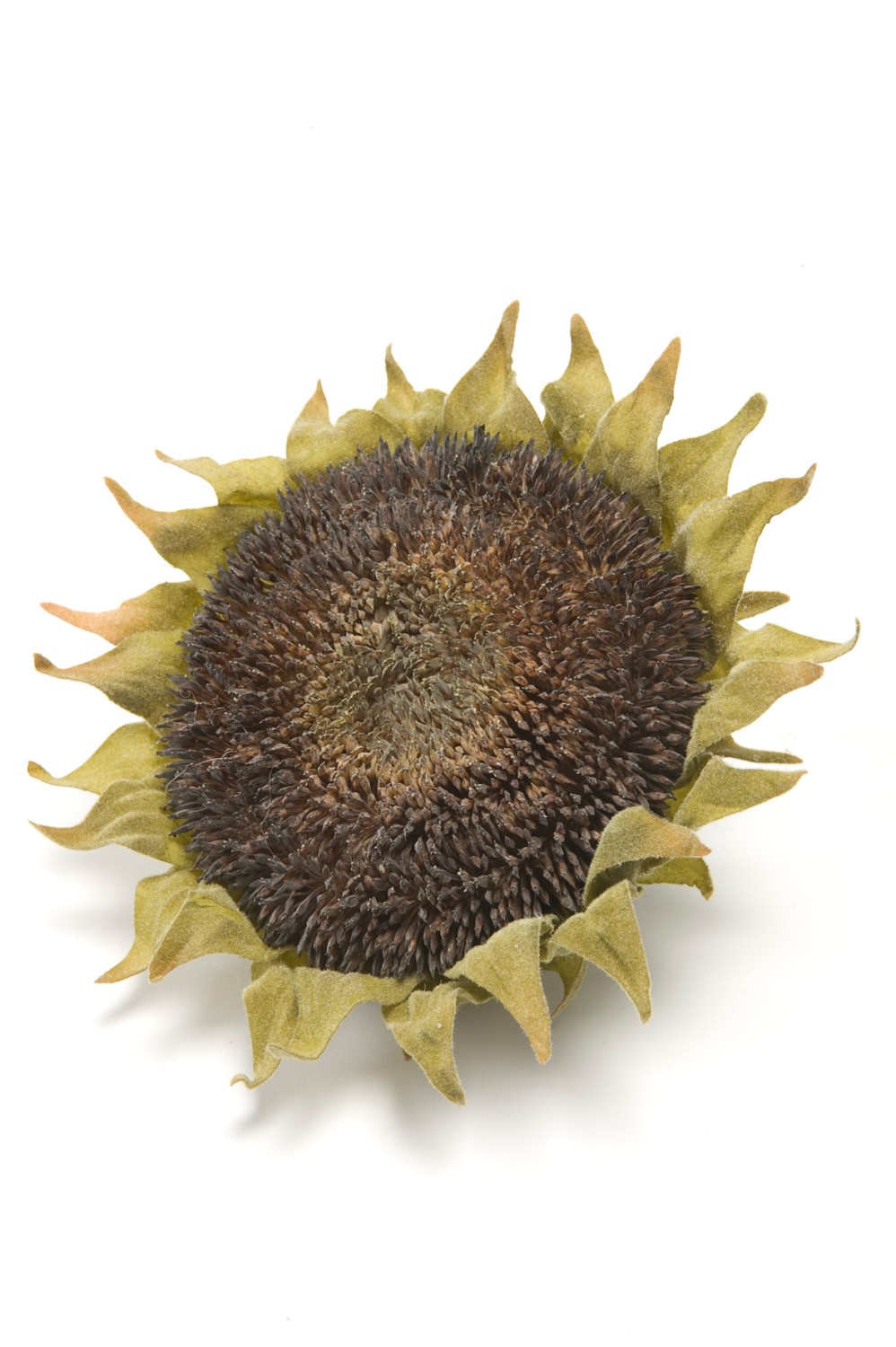 Testa di girasole finto FONTIA, marrone-verde, Ø15cm