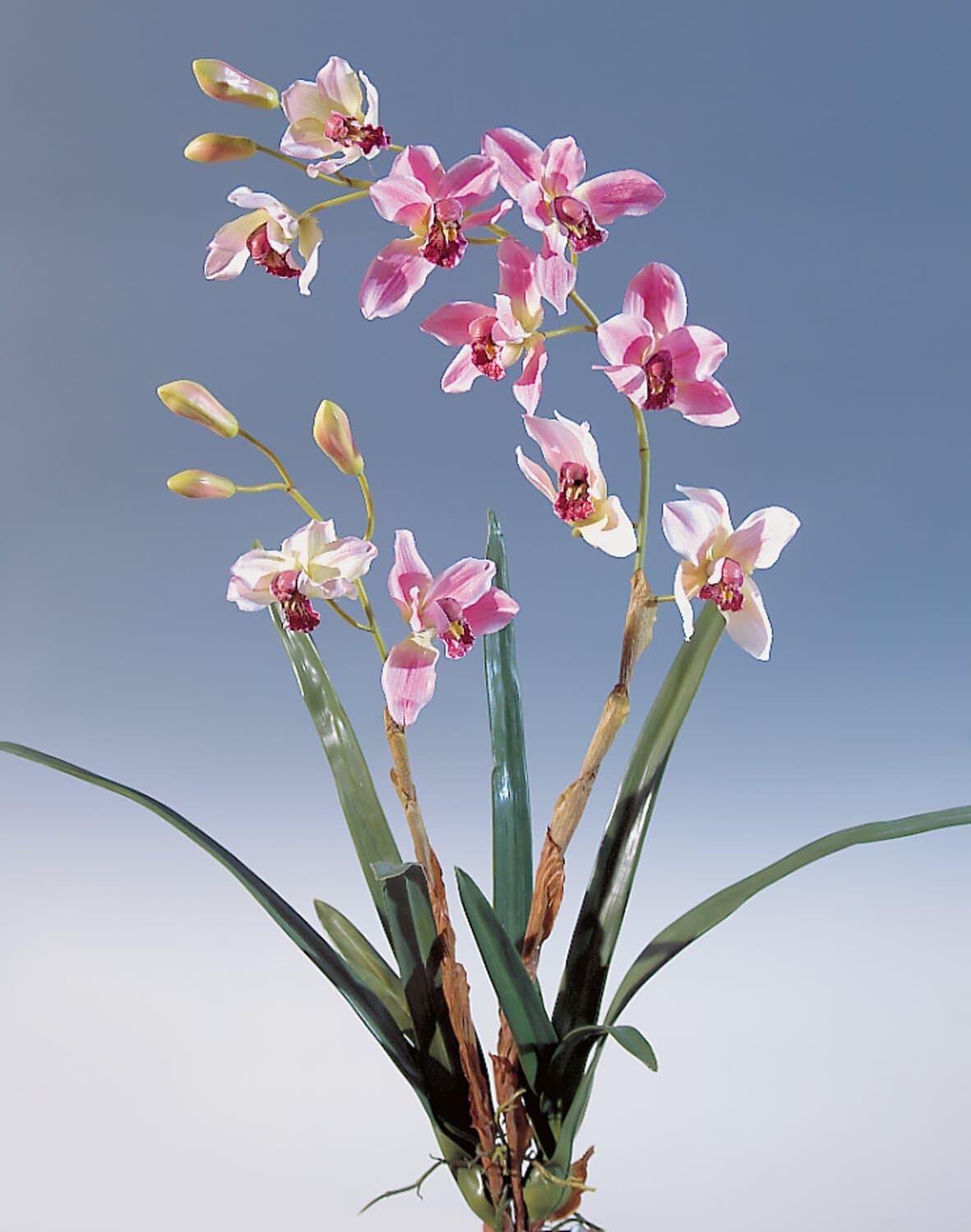 Orchidea finta PABLA con terriccio, bianco-rosa, 70cm, Ø8-10cm