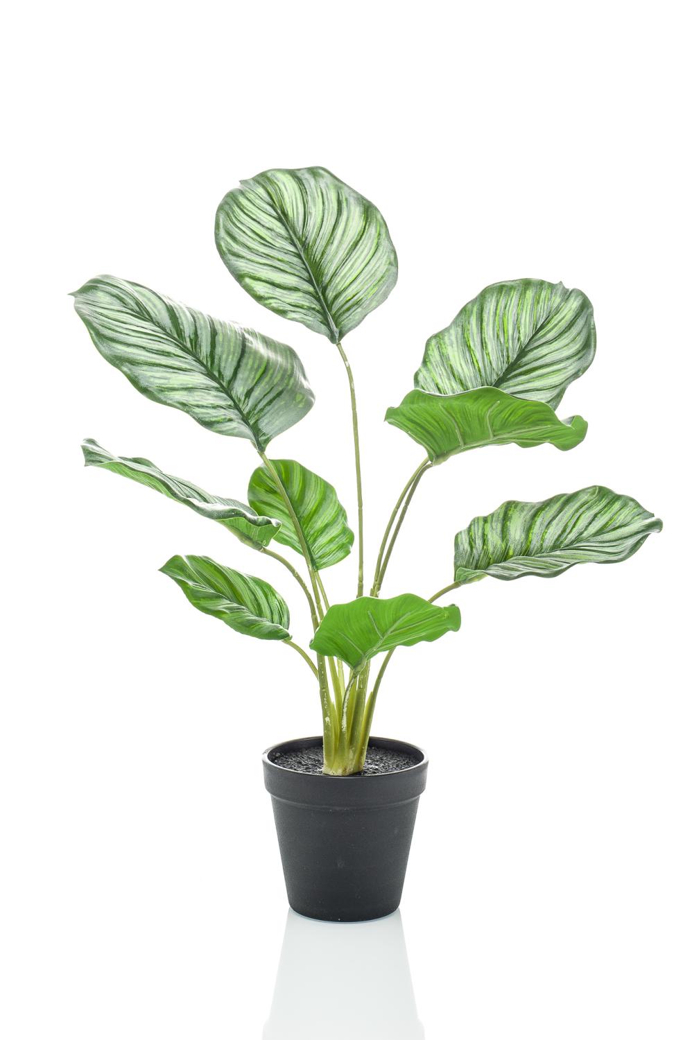 Calathea Orbifolia artificiale FILOMEA, verde-bianco, 45cm