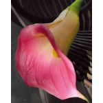 Calla artificiale TALEA, fucsia, 65cm, 9x11cm