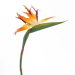 Strelitzia di plastica ZAMIRA, arancione-viola, 95cm, 16x30cm