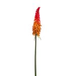 Kniphofia finta MUNDAKA, rosso-arancione, 85cm