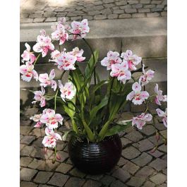 Orchidea Odontoglossum artificiale LONIE in vaso di ceramica, bianco-rosa,  70cm