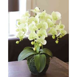 Crema di orchidee artificiali 50 cm 6 pezzi-85753