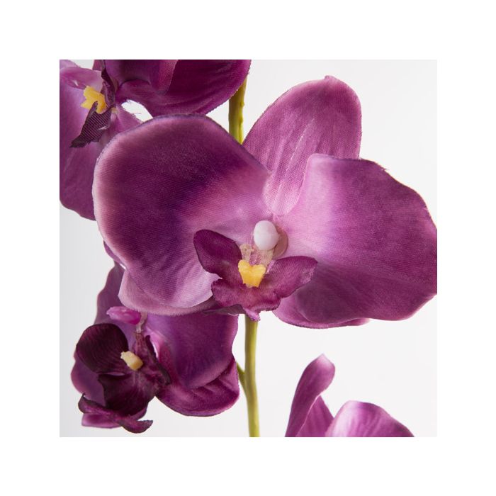 Orchidea Phalaenopsis finta TAMIA, vaso in argilla, viola scuro, 50cm