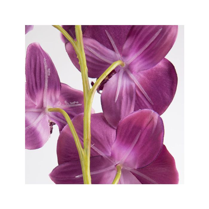 Orchidea Phalaenopsis decorativa TAMIA, vaso in argilla, viola scuro, 50cm