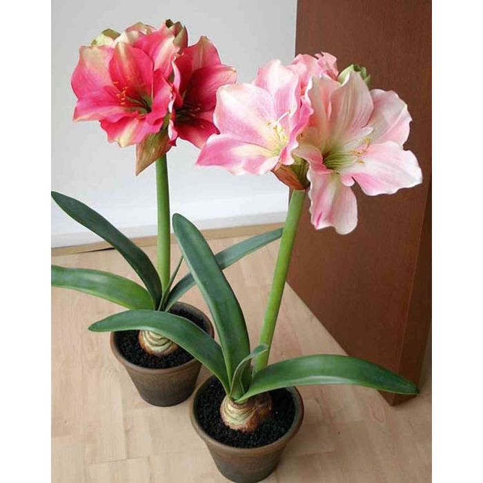 Amaryllis artificiale DIXIE, vaso in terracotta, rosa-verde, 65cm, Ø14-20cm