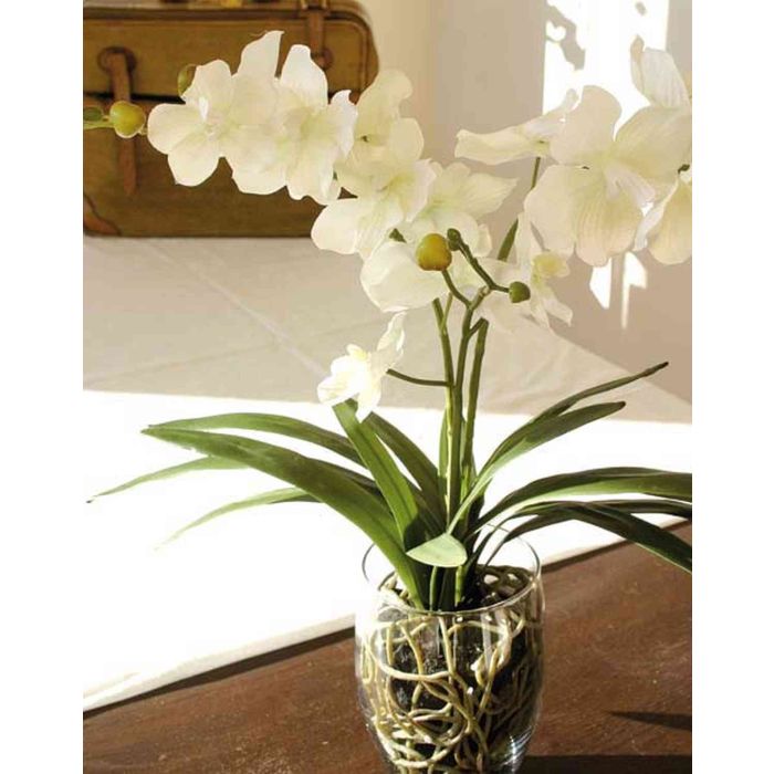 Orchidea decorativa in vaso - Caravanbacci