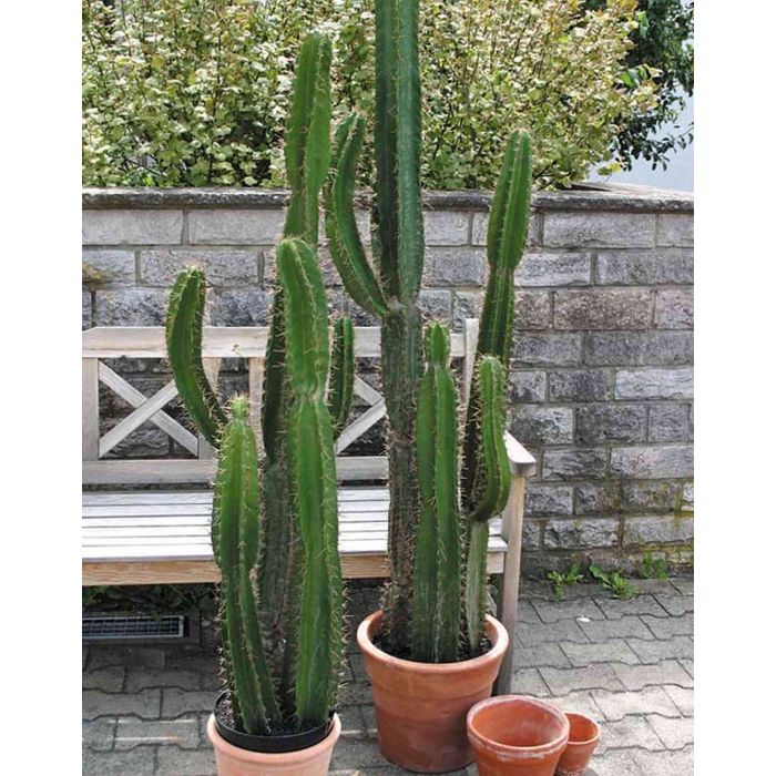 artplants.de Cactus cereo Artificiale Olivero in Vaso, Verde