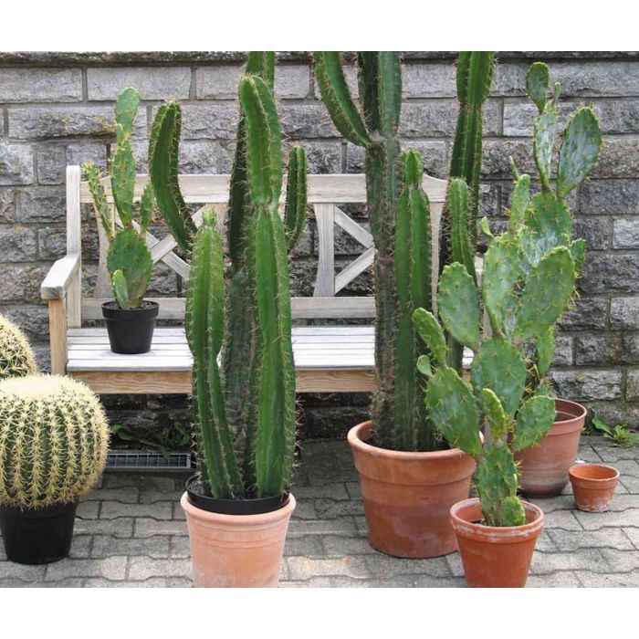 Cactus cereus artificiale KARUSA, verde, 195cm