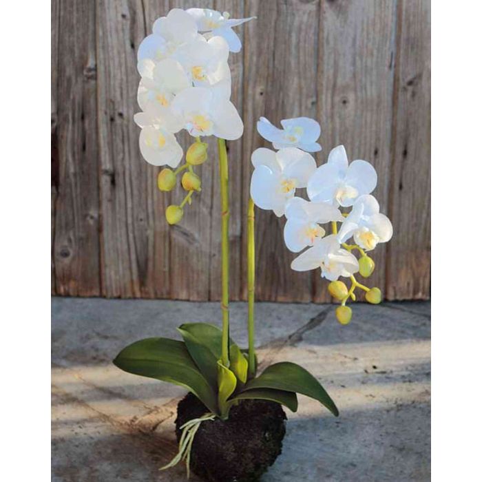 Acquistare orchidea artificiale nel negozio online di artplants