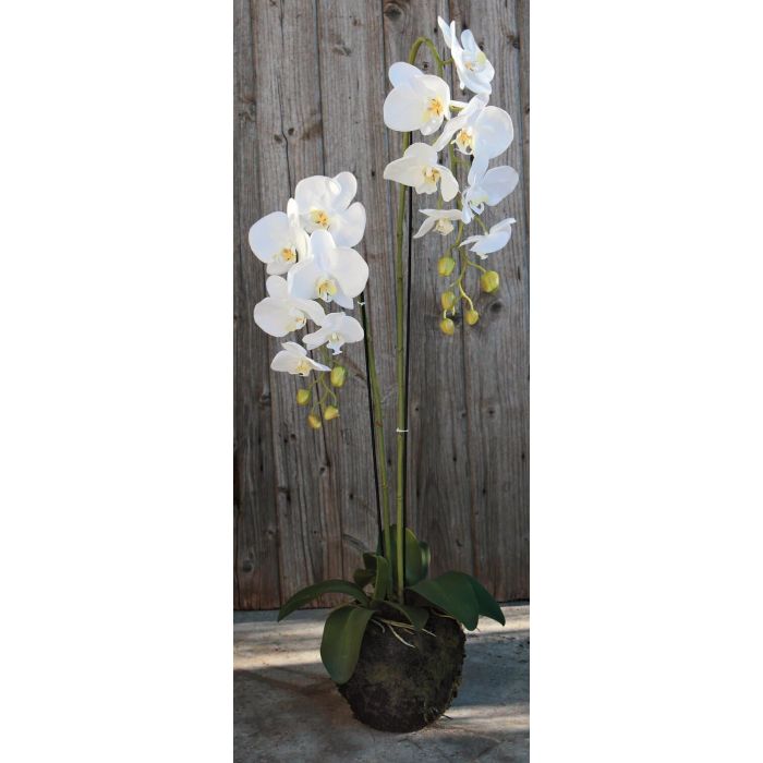 terriccio orchidee phalaenopsis 2 litri