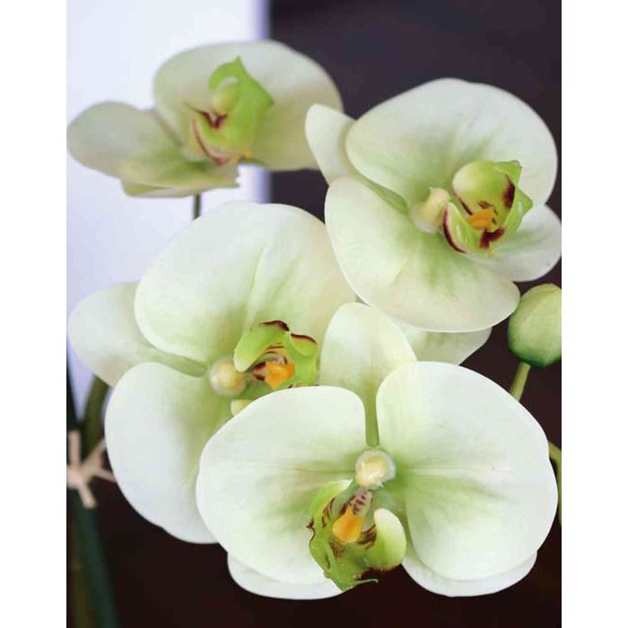 Orchidea phalaenopsis artificiale AURELIA im vaso di ceramica, verde, 55cm