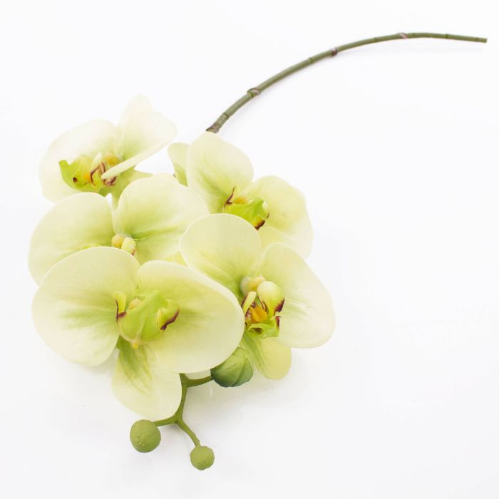 Phalaenopsis finta EMILIA, crema-verde, 60cm, Ø8cm - Fiori artificiali