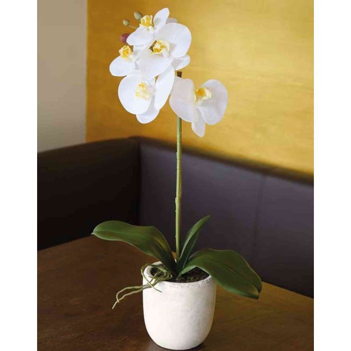 Orchidea phalaenopsis artificiale EMILIA, vaso di terracotta, bianco, 50cm