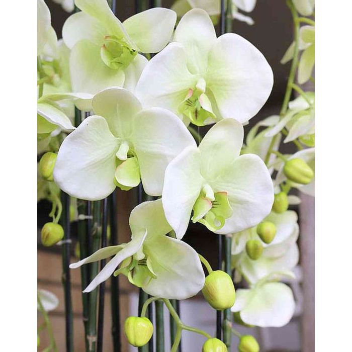 Orchidea phalaenopsis artificiale VEENA con terriccio, crema-verde, 65cm