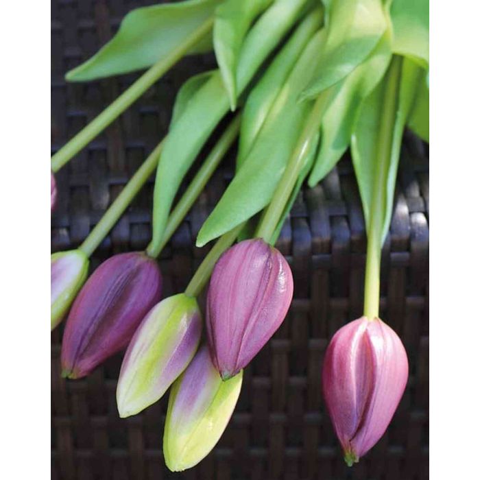 Bouquet di tulipani artificiali LONA, viola-verde, 45cm, Ø20cm