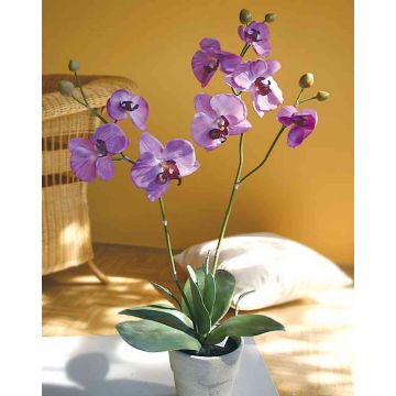 Orchidea Phalaenopsis in plastica RHIJANA, vaso in argilla, viola chiaro, 60cm