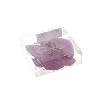 Orchidea Phalaenopsis decorativa ZIKICA con clip, 4 pezzi, lilla, 4x8cm