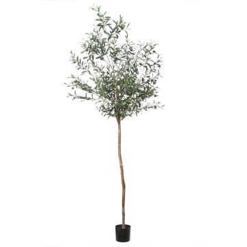 Albero decorativo di olivo BLAZO con frutti, tronco naturale, 210cm