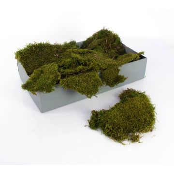Albero della gomma finto DEVI, tronco naturale, verde, 180cm - Alberi  artificiali