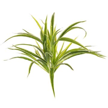 Chlorophytum comosum artificiale TASMIN su stelo, verde-bianco, 35cm, Ø40cm