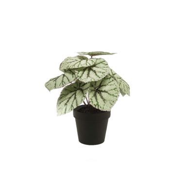 Begonia rex finta MEIRA, verde-grigio, 25cm