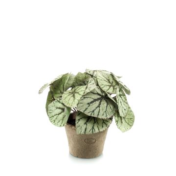 Begonia rex finta MEIRA in vaso di terracotta, folto, verde-grigio, 25cm