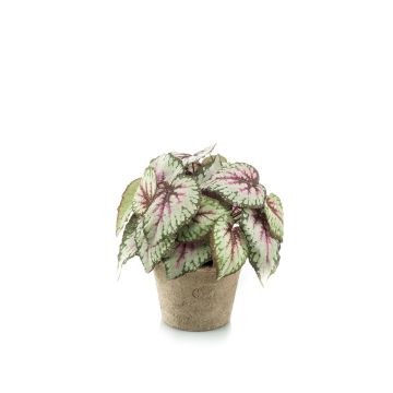 Begonia rex finta MEIRA in vaso di terracotta, folto, verde-rosa, 25cm