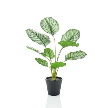 Calathea Orbifolia artificiale FILOMEA, verde-bianco, 45cm