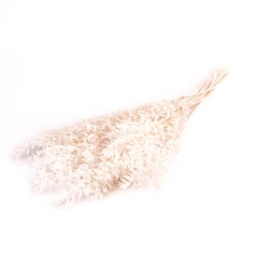 Mazzo essiccato di ginestra da macellaio FRIGGA, sbiancata, trattata, elastica, bianca, 70-75cm, Ø17cm